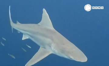 Cientistas da Flórida querem desmistificar perigo dos tubarões (Reprodução)